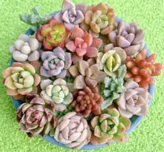 F. 多肉植物 ちまちま カット苗セット 寄せ植え 詰め合わせ