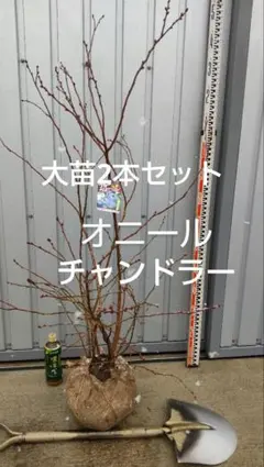 2025年最新】オニール ブルーベリーの人気アイテム - メルカリ