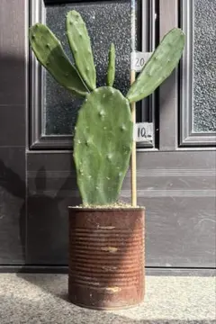 2026年最新】うちわサボテンの人気アイテム - メルカリ