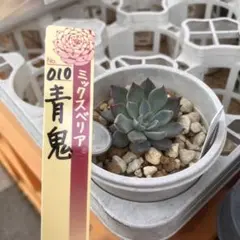 ミックスベリア 青鬼 根付き苗 自家繁殖苗 おらいさん苗 多肉植物 エケベリア