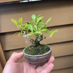 Ysh_sugawara69様 リクエスト 2点 まとめ商品