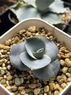 アガベ グアダラハラナ 特選美株 矮小個体 実生 鉢ごとメルカリ便 2025年最新】グアダラハラナ ドワーフの人気アイテム - メルカリ