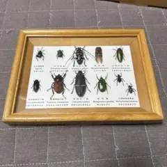 昆虫標本セット - メルカリ