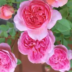 バラ苗 ばら苗 濃いピンク 挿し木苗 - メルカリ