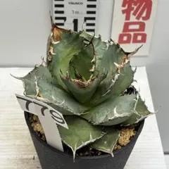 白花タンナゲンカイツツジ【現品発送】管理80175 - メルカリ