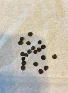 CC様 リクエスト 2点 まとめ商品