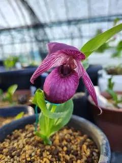 山野草　斑入り濃色礼文　アツモリソウ　花１芽株 山野草 斑入り濃色礼文 アツモリソウ 花1芽株 レブンアツモリソウ