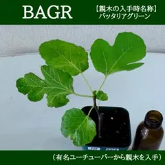 イチジク苗,720 BAGR ,いちじくのサムネイル