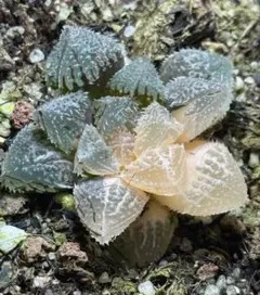 多肉植物 ハオルチア 氷星球オブツーサ錦 変異系 超美品 - メルカリ