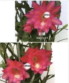 孔雀サボテン 紫勲 カット苗2つ 第4種発送予定です - メルカリ