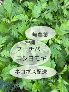 ヨモギ/よもぎ/フーチバー 抜き 3苗 （ポットなし） 健康・野菜・そば・薬味 2025年最新】フーチバー 苗の人気アイテム - メルカリ