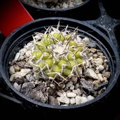 2025年最新】コルムナアルバの人気アイテム - メルカリ