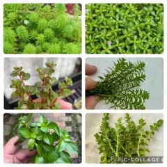 水草レイアウト基本5点セットのサムネイル