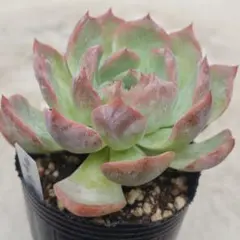 キャラリアン 多肉植物 エケベリア 抜き苗 - メルカリ