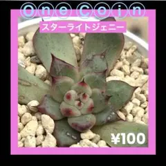 100円苗❣️スターライトジェニー❣️エケベリア 寄せ植え 多肉弁当