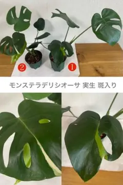 ト*オ様 モンステラ斑入り　デリシオーサ挿木、実生株　変異個体と奇形個体黄斑入り ト*オ様 モンステラ斑入り デリシオーサ挿木、実生株 変異個体と