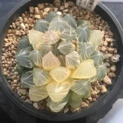 2025年最新】ピンク オブツーサの人気アイテム - メルカリ