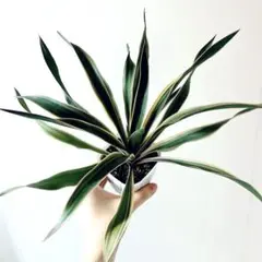 2025年最新】ユッカグロリオサの人気アイテム - メルカリ