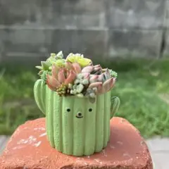 コーヒーカップ型鉢 多肉寄せ植え✿そのまま飾れます - メルカリ
