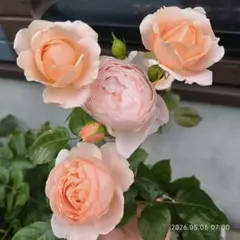 2026年最新】廃盤イングリッシュローズの人気アイテム - メルカリ