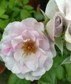 切花品種∥和バラ　苗 切花品種 和バラ 苗 - メルカリ