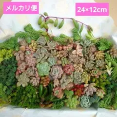 24×12cm箱☆多肉植物詰め合わせセット☆つぶつぶセット☆メルカリ便