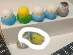 【専用】インコ　バスボール　2羽セット