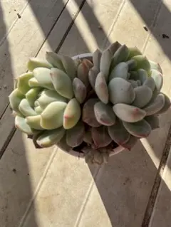 2026年最新】オレンジモンローの人気アイテム - メルカリ