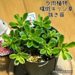 紅稚児 抜き苗 - メルカリ