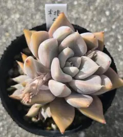 2026年最新】優木園の人気アイテム - メルカリ