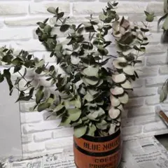 かよ様 リクエスト 2点 まとめ商品