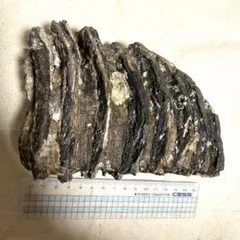 r*l様 博物館級　最恐　古代クジラ　リヴィアタンメルビレイ　歯　化石　鉱物標本 r*l様 博物館級 最恐 古代クジラ リヴィアタンメルビレイ 歯 化石 鉱物