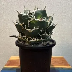 2025年最新】金鯨 アガベの人気アイテム - メルカリ