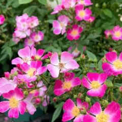 ミニバラ苗　茎太め　　　　　　野の花のような可憐さ　　　薔薇苗のサムネイル