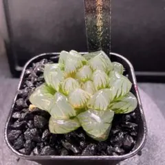 O*Z様 実生水晶オブツーサ錦　超美株　良斑　大きめ