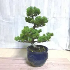 希少樹形❗️】一点物 五葉松 盆栽 曲幹・輪幹 樹齢感抜群 BONSAI