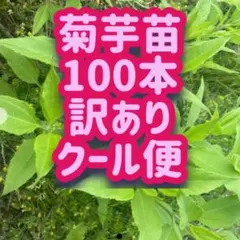 5キロ 山口県近隣の方のみ 常温 訳あり野せり みかん箱いっぱい 天然