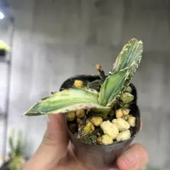 2026年最新】アガベ 錦の人気アイテム - メルカリ