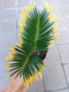 2025年最新】金環ソテツの人気アイテム - メルカリ