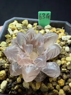 26g 多肉植物 ハオルチア 実生コレクタ錦 自家繁殖 鉢植え発送 - メルカリ