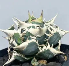 2025年最新】大白鯊 アガベの人気アイテム - メルカリ