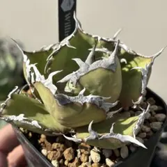 アガベ　fo-076 宝株　白中斑 アガベ「王妃雷神錦」（”Ouhi Rajin”）白中斑の成長記録＆育て方