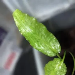 Cryptocoryne sp. philippines min-2【LA便】 - メルカリ