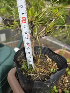 赤松苗木のサムネイル