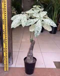 レア♡パキラ♡ミルキーウェイ♡接木♡6号♡お鉢ごとメルカリ便で ポットごと♡パキラ ♡斑入り葉 ♡ミルキーウェイ 接ぎ木（6号