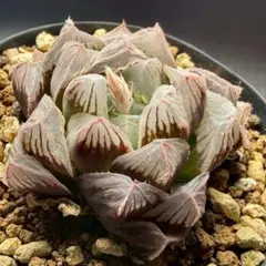 多肉植物 ハオルチア 翠雲錦 紫肌 糊斑 超美品 - メルカリ