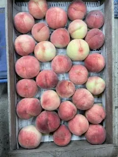 6.お買得福島産 朝採り硬桃 5kg家庭加工用 玉数おまかせ - メルカリ