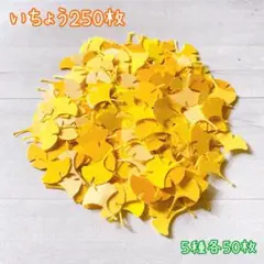 381 クラフトパンチ　秋の葉っぱシリーズ　いちょう 250枚　5種　アルバム