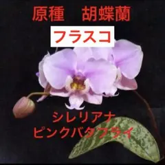 胡蝶蘭　原種　マンニー　フラスコ　Phal ファレノプシス　洋蘭 胡蝶蘭 原種 マンニー フラスコ Phal ファレノプシス 洋蘭 - メルカリ