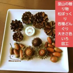 里山の贈り物松ぼっくり　各種どんぐり　大きさ色いろ　図工